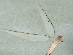אריחי ריצוף מבטון אדריכלי עם הטבעת עלי אקליפטוס ,